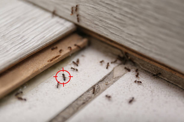 Best Rat Extermination Near Me  in Wilsons Mills, NC