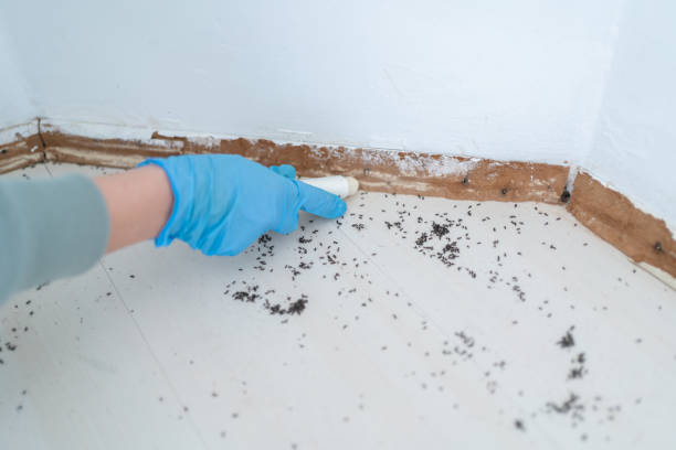Best Flea Control Services  in Wilsons Mills, NC